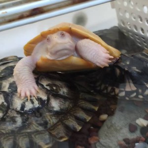 聪明龟的钢琴谱