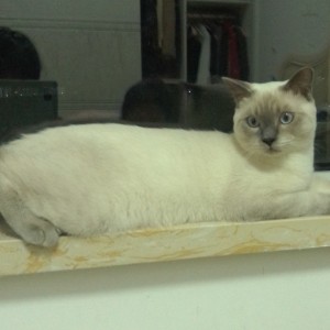 将大局逆转吧，开！！！的钢琴谱