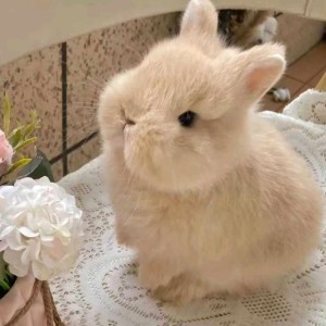 小兔叽的钢琴谱