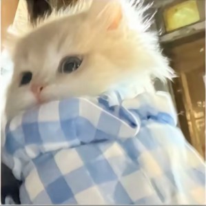 鸟之诗的演奏视频