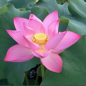 花开富贵的钢琴谱