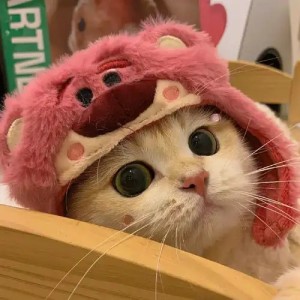 心(づ ●─● )づ的个人空间