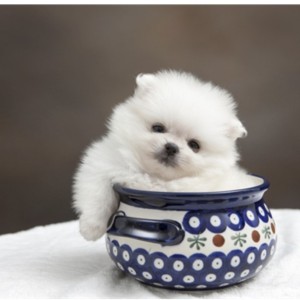 大鱼的演奏视频