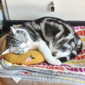 小惠惠的钢琴谱