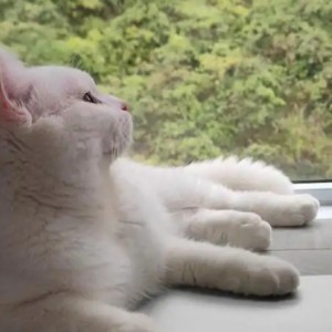 木瓜丝的钢琴谱