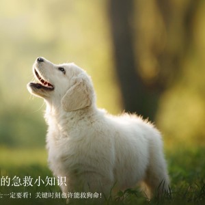 SHao忽悠之手的钢琴谱