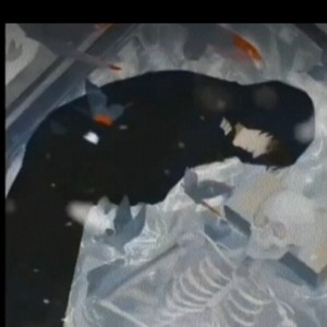 ch  稻米 焉民 雨禾陪你听雨的钢琴谱