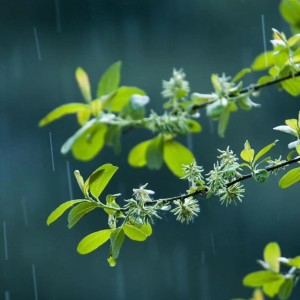 起风了的演奏视频