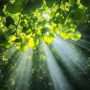 秦萱儿（不处哈）的钢琴谱