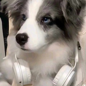 D.秋.随风的钢琴谱