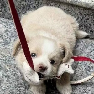 冰妤欣的钢琴谱