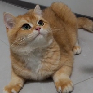 正在输入中..........的钢琴谱