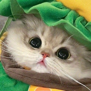 136****0679的钢琴谱