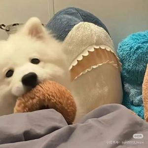 坚定自信的钢琴谱