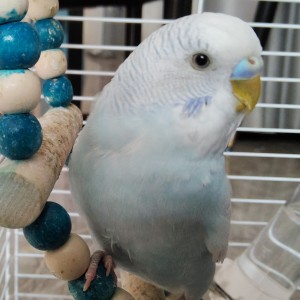 135****5046🎹🌸的钢琴谱