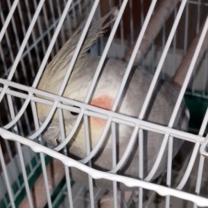 C-2 筝箫吟的演奏视频