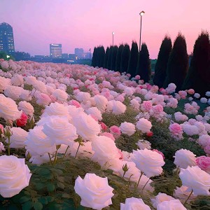 20.加伏特舞曲的演奏视频