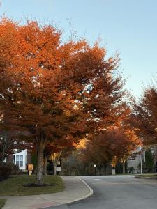 Peaches的演奏视频