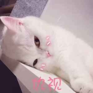 猫打烊的钢琴谱