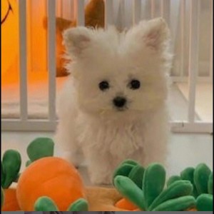 188****9601的钢琴谱