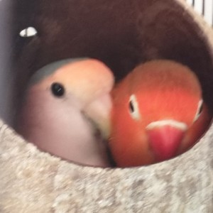 梦中的婚礼的演奏视频