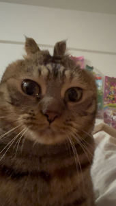 徵羽音乐的钢琴谱