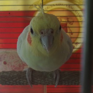 檸檬鸚鵡的鋼琴譜