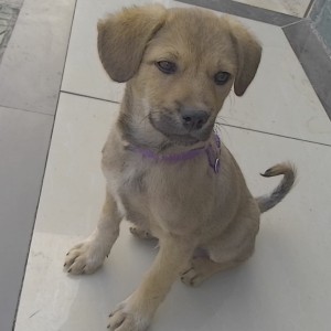 短暂性的钢琴谱