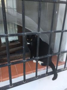 赵虹博的钢琴谱