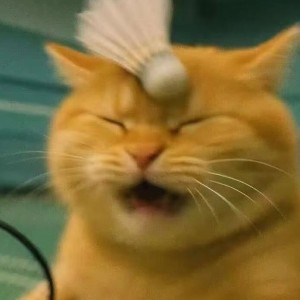 四只猫咪的钢琴谱