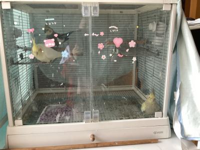 安安灰灰小花花的钢琴谱