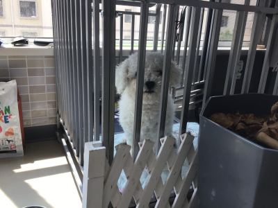 白皮袄的小家伙🐶🐶🐶🐶的钢琴谱