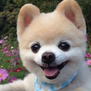 小奶狗的钢琴谱