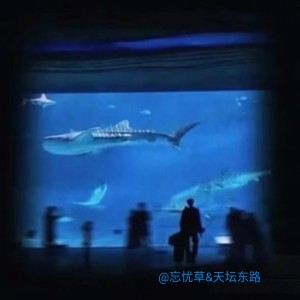 忘忧草x🍟天坛东路&🏓的个人空间