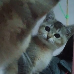 梦猫枿的钢琴谱