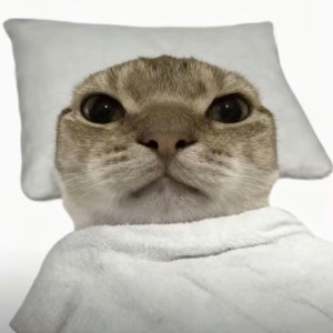 奕棵鞠子树.的钢琴谱