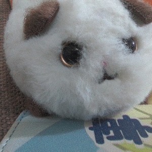 偶细小猫（官方网）🐱的个人空间