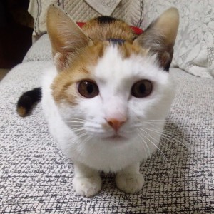 ^O^克洛佩兰的钢琴谱