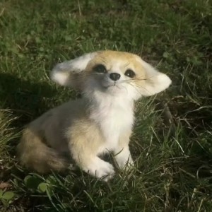 尼尔朵隆吗的钢琴谱