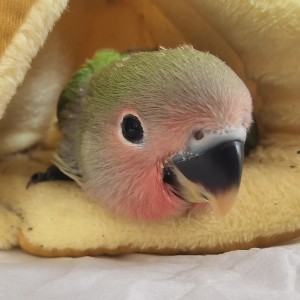 151****5915的钢琴谱