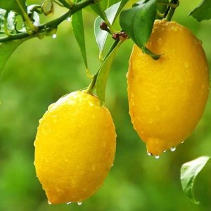lemon-tree的个人空间
