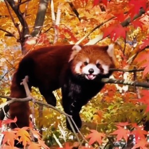 Summer Solstice的钢琴谱