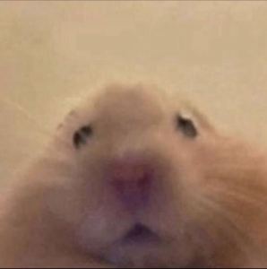 王老狮的钢琴谱