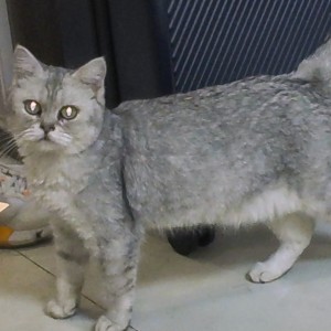 顾望舒忄.灬.伟鹿莲的钢琴谱