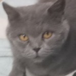 153****2100的钢琴谱