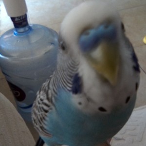 超级蓝莓。的钢琴谱