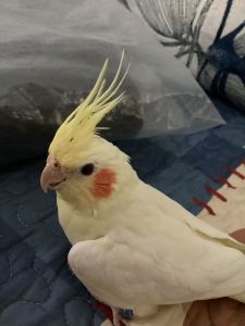 可爱的坚果的钢琴谱