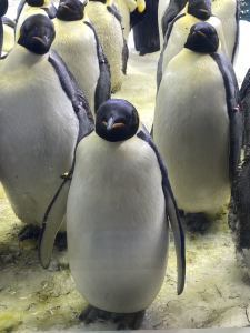 853****0488的钢琴谱