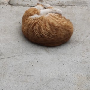 无休止的嘉禾舞曲的演奏视频