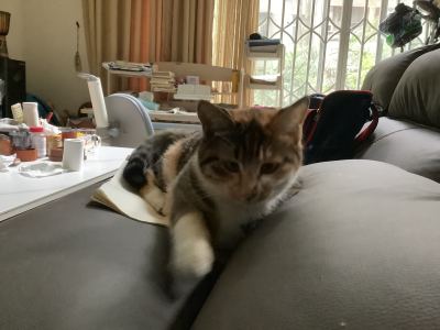 Call Of Silence的演奏视频